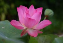 Jak się czyta alfabet po angielsku? Jak się czyta alfabet po angielsku?